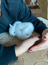 Conigli testa di leone