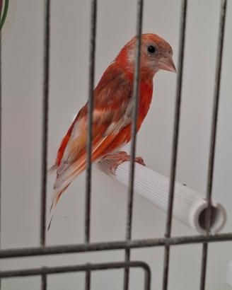 Cardinalino del Venezuela