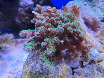 Animali coralli per acquario di barriera