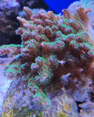 Animali coralli per acquario di barriera