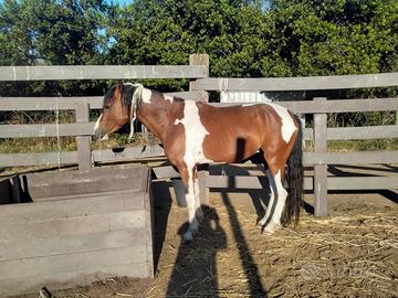 PVC per recinti e tant'altro