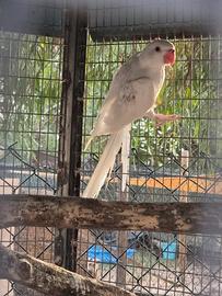 Parrocchetto dal collare albino