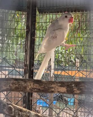 Parrocchetto dal collare albino