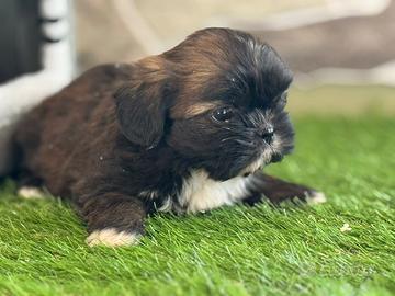 Shih Tzu