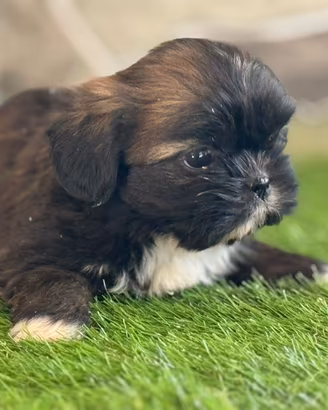 Shih Tzu