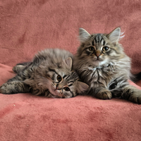 Gatti Siberiani Ipoallergenici