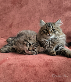 Gatti Siberiani Ipoallergenici