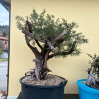 Bonsai ginepro fenicio