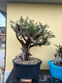 Bonsai ginepro fenicio