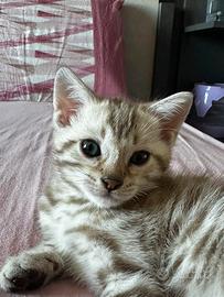 Cucciola bengala snow mink