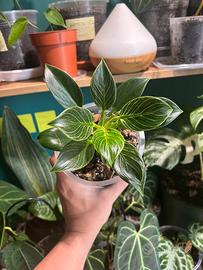 Philodendron Birkin pianta
