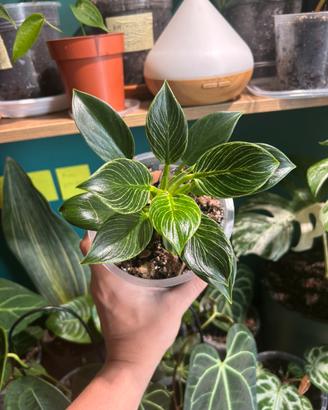 Philodendron Birkin pianta