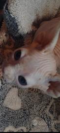Sphynx