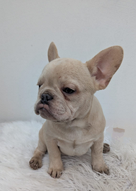 Bulldog francesi blu e merle