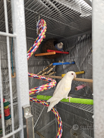 Inseprabile + accessori