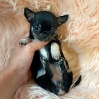 Chiwawa mini Toy bicolor