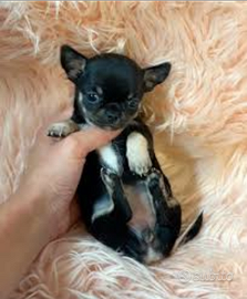 Chiwawa mini Toy bicolor