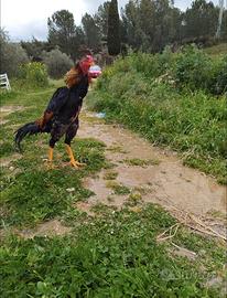 galli e galline 