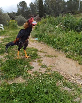galli e galline 