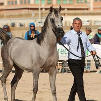 Puledro arabo