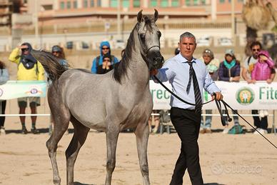 Puledro arabo