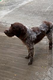 Cane da tartufi