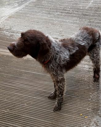 Cane da tartufi