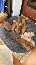 Cuccioli PITYBUL