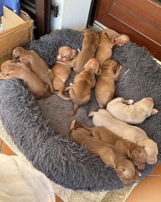 Cuccioli PITYBUL