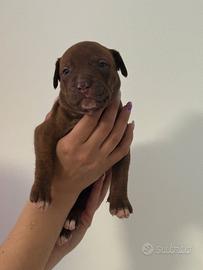American pit bull terrier ukc