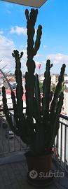 Cactus albero pianta 3 metri con vaso 