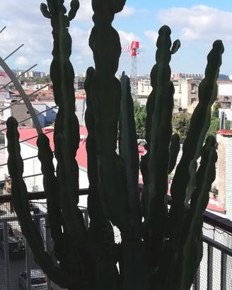 Cactus albero pianta 3 metri con vaso 