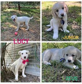 3 splendidi fratellini senza casa