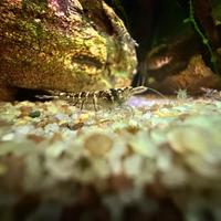 Caridina Parvidentata
