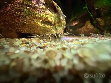 Caridina Parvidentata