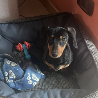 Bassotto 10 mesi