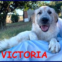 VICTORIA meravigliosa cucciolona non ha ancora tr