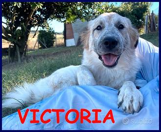 VICTORIA meravigliosa cucciolona non ha ancora tr