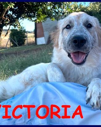 VICTORIA meravigliosa cucciolona non ha ancora tr