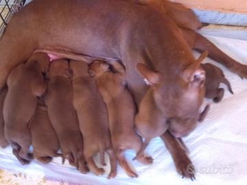 Cuccioli Pitbull Red nose