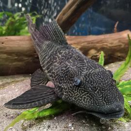 Hypostomus plecostomus