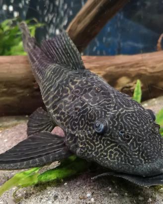 Hypostomus plecostomus