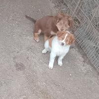 Cuccioli meticci dolcissimi