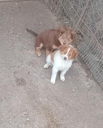 Cuccioli meticci dolcissimi