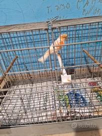 Coppia canarini novelli 2025