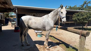 CAVALLO GRIGIO