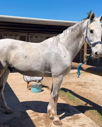 CAVALLO GRIGIO