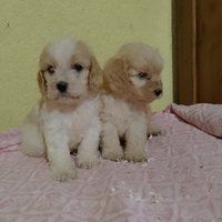 Cockapoo cucciole