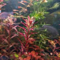 Rotala Blood Red