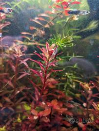 Rotala Blood Red